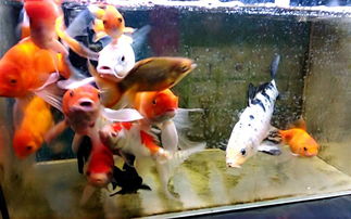 锦鲤鱼缸用活性炭