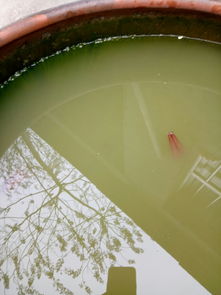 鱼缸除黄水蛋白棉和活性炭哪个好