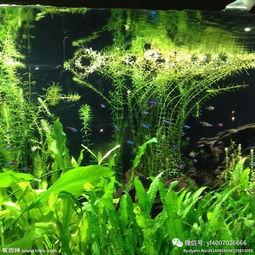 草缸用活性炭过滤的优缺点