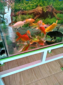 鱼缸里放活性炭对鱼好不好呀