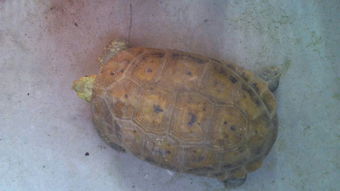 乌龟水过滤用活性炭