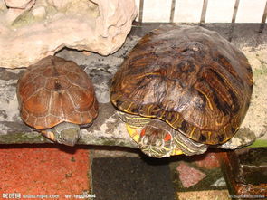 活性炭过滤的水是黑的能喝吗