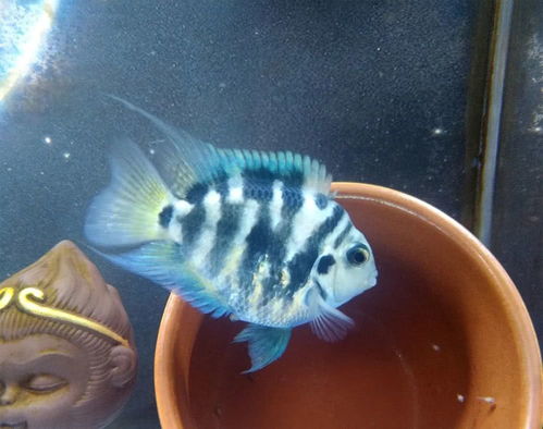 马鲷鱼缸用活性炭可以吗