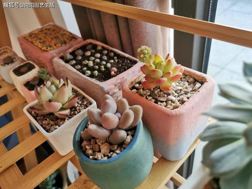 養多肉用活性炭