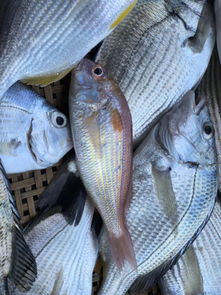 活性炭黑水流到鱼缸鱼会死吗