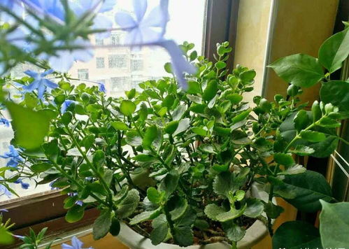 活性炭养花为什么花死了