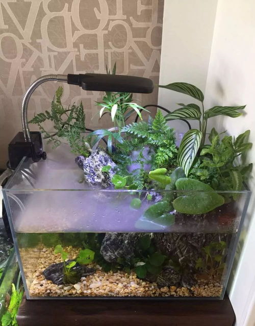 水陆缸用活性炭