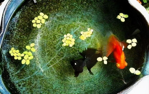 古法养鱼用活性炭
