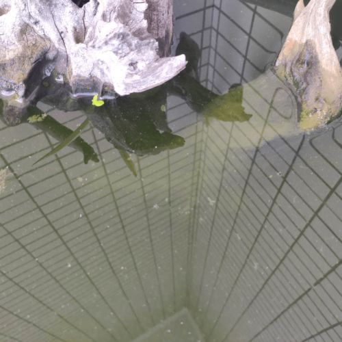 养鱼用活性炭对鱼有没有伤害