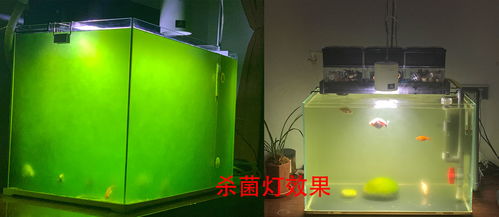 鱼缸放入活性炭水变浑浊了