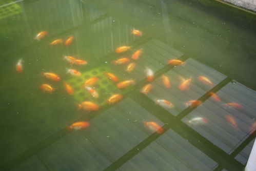 活性炭放鱼缸里水变黑了怎么办