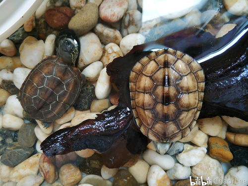 沼泽过滤使用活性炭