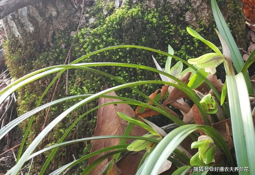 用活性炭种兰花