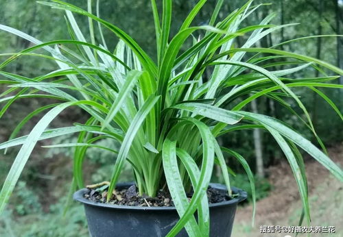 活性炭放在土里能种菜吗