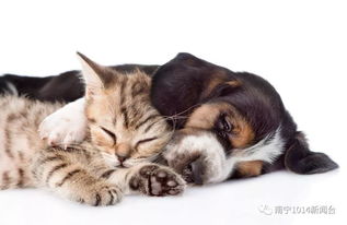 活性炭可以作为宠物除臭吗