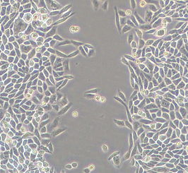 细胞实验用活性炭