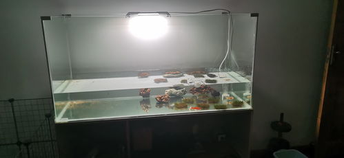 活性炭能直接放鱼缸里面吗