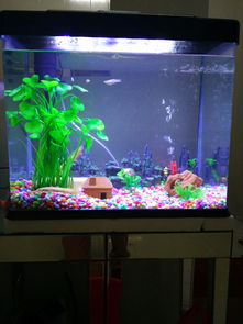 鱼缸活性炭可以重复使用吗