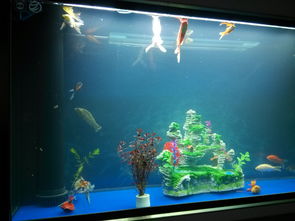 鱼缸水浑浊用活性炭