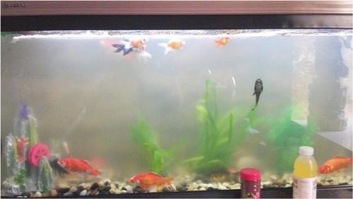 活性炭放鱼缸里水变黑了怎么办