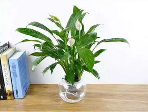 用活性炭种盆栽好吗