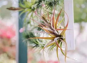 甲醛清除剂好用还是活性炭