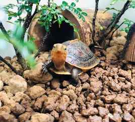 养龟用沙子好还是石头好