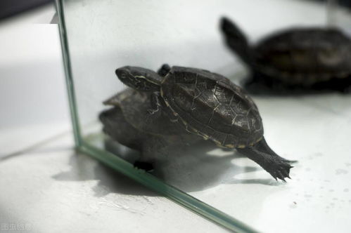 活性炭长期放龟缸好吗
