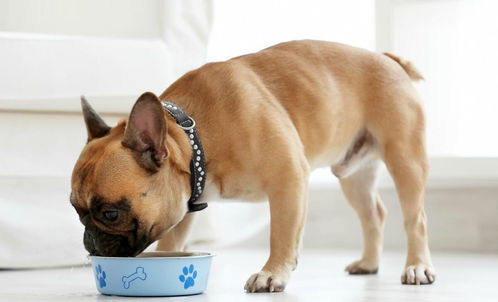 狗狗吃医用活性炭