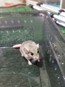 通心粉鼠用活性炭吗