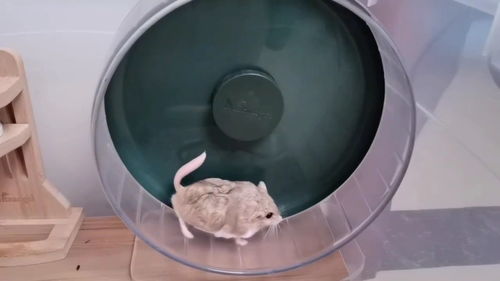 通心粉鼠可以不用跑轮吗