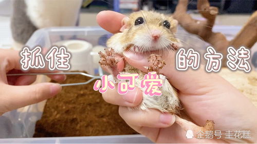 活性炭能不能给仓鼠用