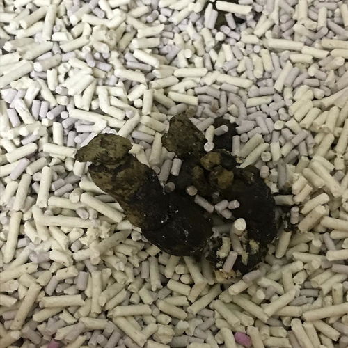 活性炭是什么样的图片