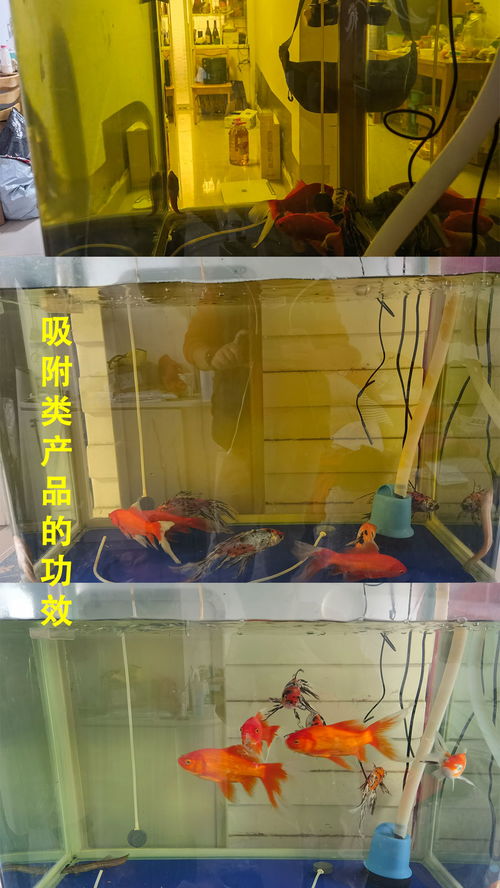 活性炭能直接放鱼缸里面吗
