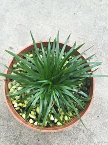 金钱菖蒲的养殖方法和注意事项