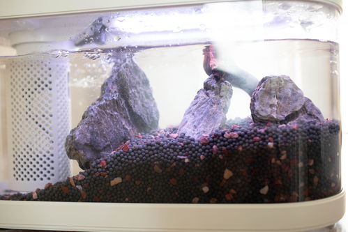 活性炭放鱼缸里水变黑了怎么办