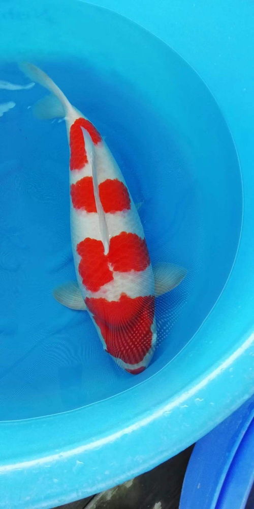 锦鲤用活性炭多久清洗