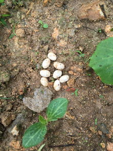 菜地土壤混用活性炭