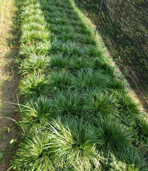 为什么往土壤里加活性炭