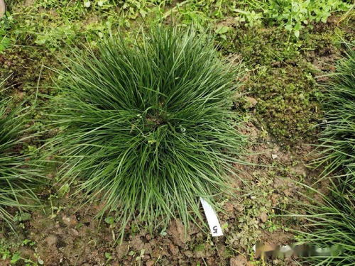 如何让菜园土壤变肥沃