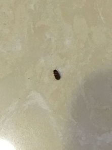 用活性炭蟑螂少很多