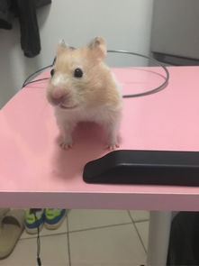 活性炭能长期放在鱼缸里吗