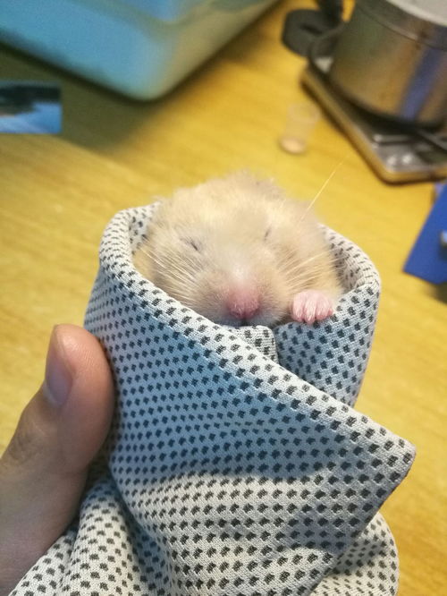 鱼缸为什么不建议放活性炭