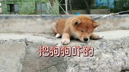 狗吃了鱼用活性炭