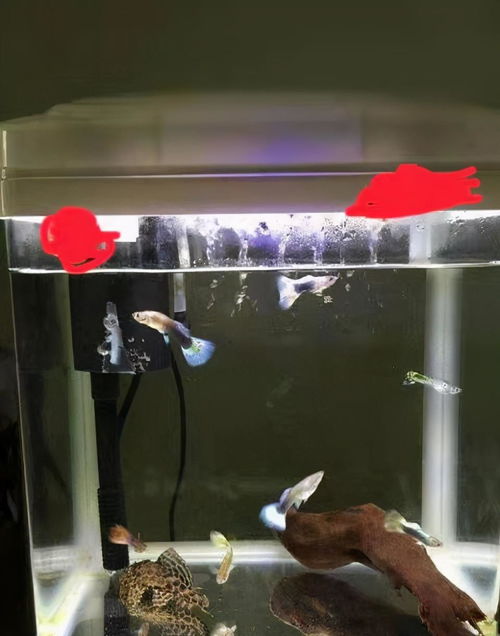 小鱼缸用活性炭