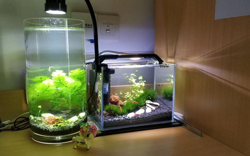 工业活性炭可以用在鱼缸里吗