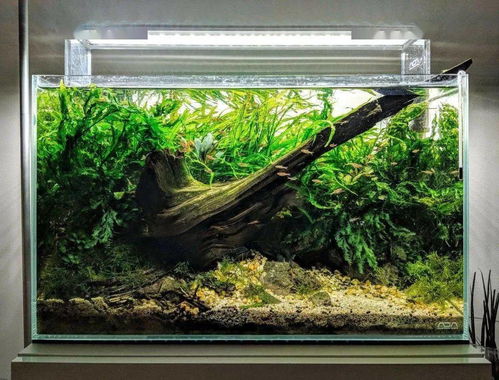 水草缸使用活性炭