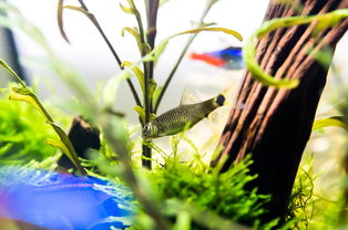 活性炭可以培养硝化细菌吗