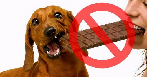 狗狗吃了馊的东西怎么办