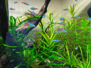 草缸是否用活性炭